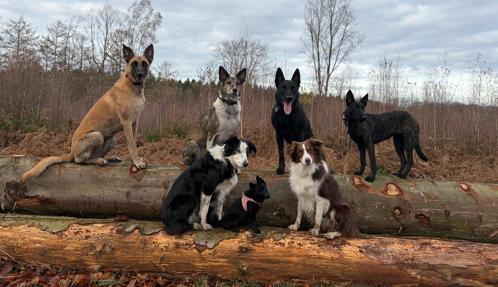 Balade éducative canine en groupe