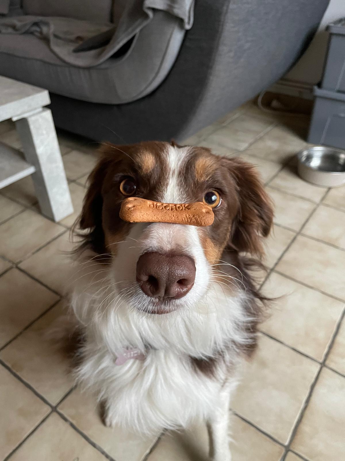 Suivi personnalisé entre l’éducatrice canine et le chien