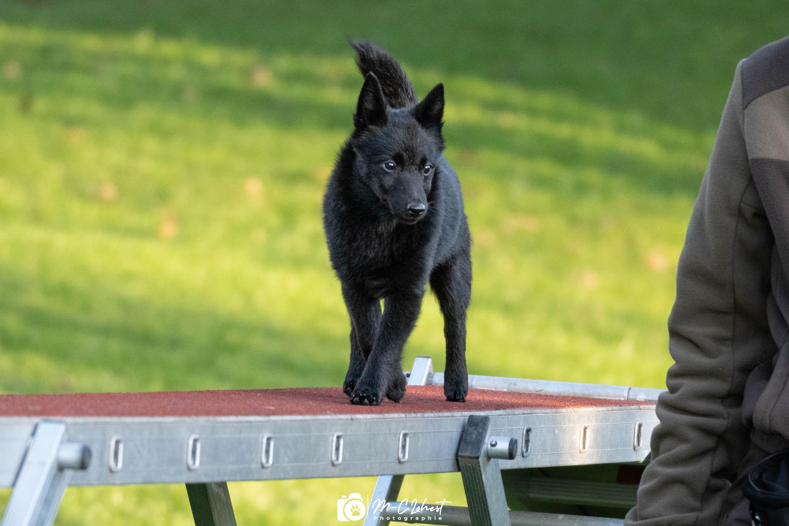 Séance d’agility canine encadrée
