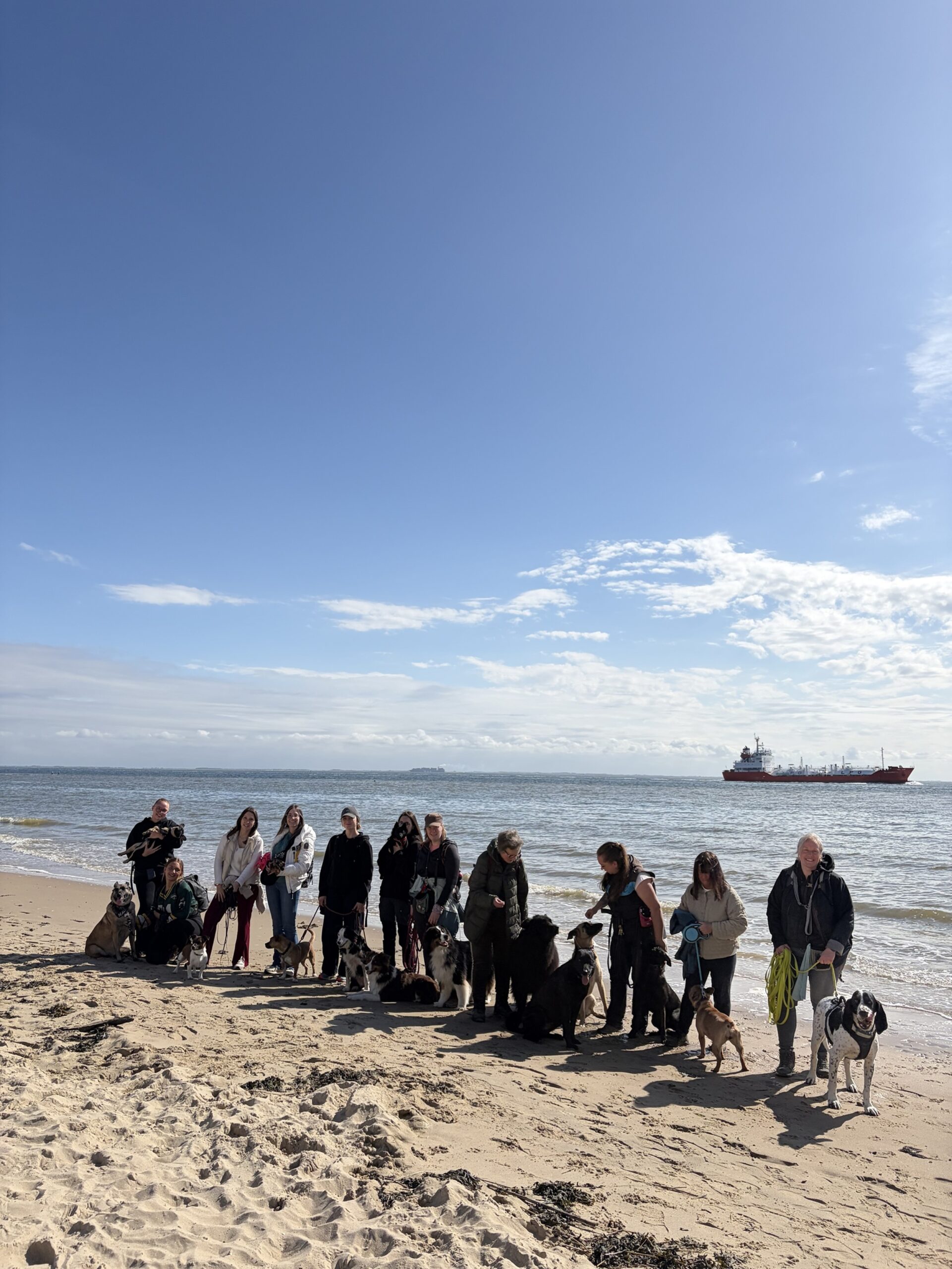 Groupe de chiens et humains lors d'une activité MAYZEERA à la mer